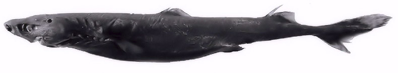 Etmopterus pusillus_0012.jpg